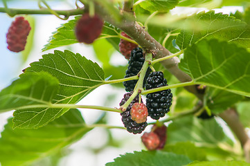 Image showing Ripe mulberry on the branches