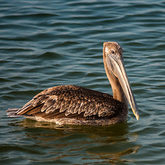 Image showing brown pelican