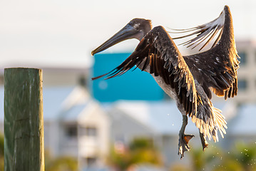 Image showing brown pelican