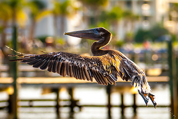 Image showing brown pelican