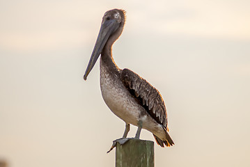 Image showing brown pelican