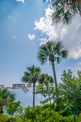 Image showing palm tree