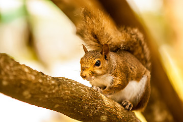 Image showing curious squirrel