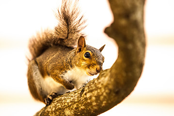 Image showing curious squirrel