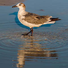 Image showing closeup of a seagull walking by the foreshore