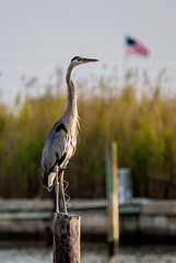 Image showing i pledge allegiance to the flag of usa