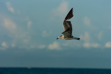 Image showing seagull flying