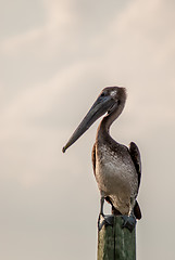 Image showing brown pelican