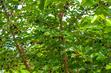 Image showing Ripe mulberry on the branches