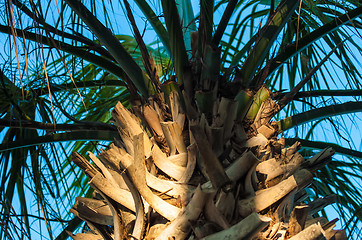 Image showing palm tree