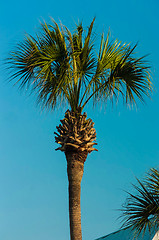 Image showing palm tree