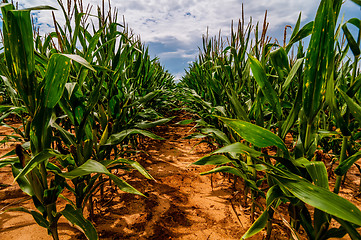 Image showing ripe corn field