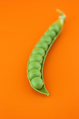 Image showing fresh pea