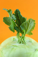 Image showing Cabbage kohlrabi