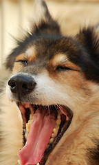 Image showing yawning dog