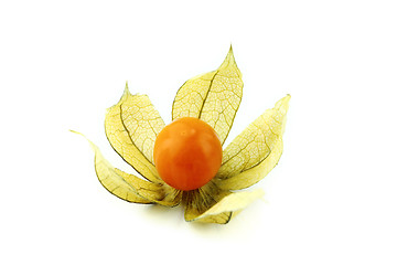 Image showing Cape gooseberry