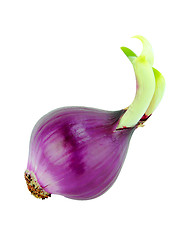 Image showing Ripe red onions