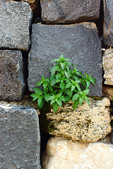 Image showing plant on the wall 