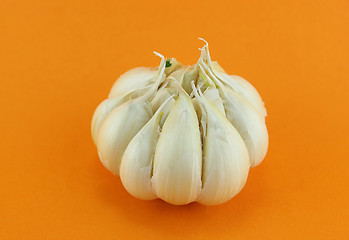 Image showing Garlic