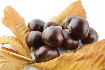 Image showing Sweet chestnuts