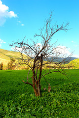 Image showing Tree without leaves