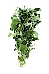 Image showing Fresh sage leaves