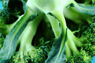 Image showing Fresh broccoli