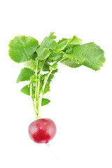 Image showing red radish