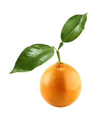 Image showing Orange Fruit