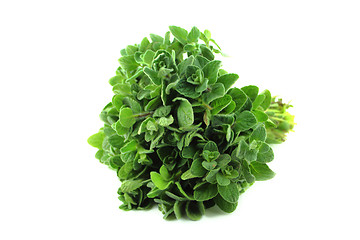 Image showing thyme herb 