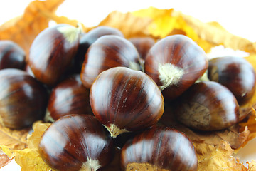 Image showing Sweet chestnuts