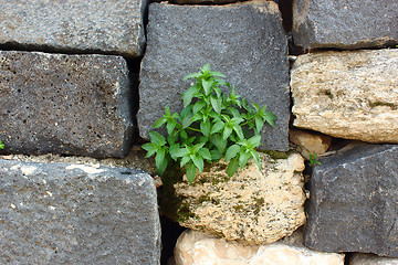 Image showing plant on the wall 