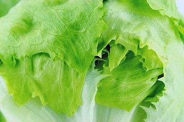 Image showing Green Iceberg lettuce