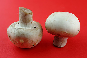 Image showing button mushrooms