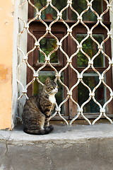 Image showing Domestic Cat 