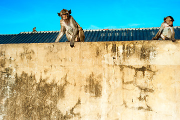 Image showing Monkey in a city