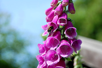 Image showing Bumble bee on a foxglove flower