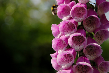 Image showing Pink foxglove blooms being pollinated by a bumble bee