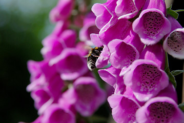 Image showing Bumble bee pollinating foxglove blooms