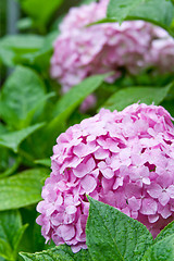 Image showing pink hortensia