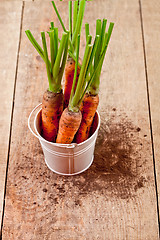 Image showing fresh carrots bunch in white bucket