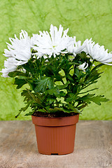 Image showing chrysanthemum flower plant