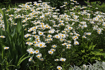 Image showing Beautiful daisies