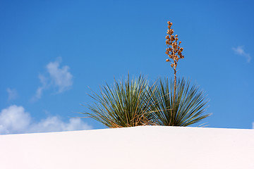 Image showing More treasures of New Mexico