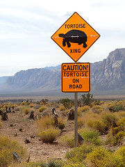 Image showing Tortoise crossing