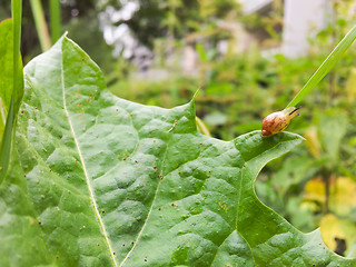 Image showing Baby snail on leaf