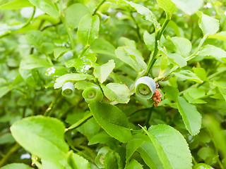 Image showing Green blueberry