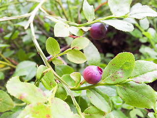Image showing Red blueberries
