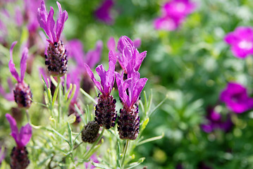 Image showing Spanish lavender flowers 