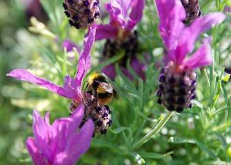 Image showing Bumble bee pollinates butterfly lavender flowers